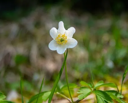 White flowers Stock Photos