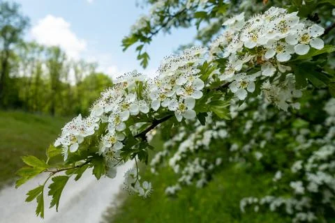 White flowers 스톡 사진