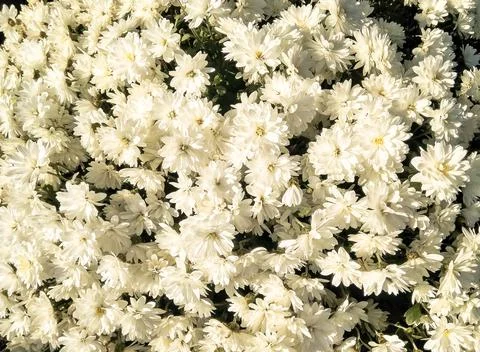 White flowers Фото