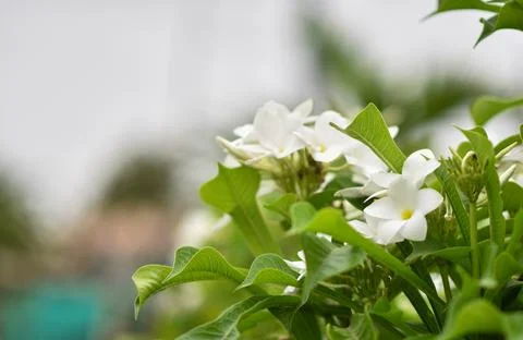 White flowers Stock Photos