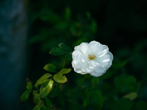 White flowers Foto stock