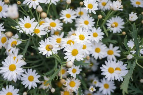 White flowers Stock Photos