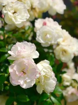 White flowers Stock Photos