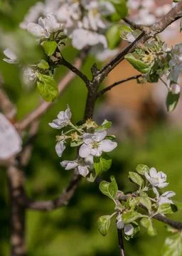 White flowers 스톡 사진