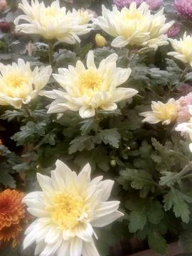 White flowers Stock Photos