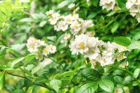 White flowers Stock Photos