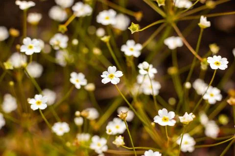 White Flowers Stock Photos