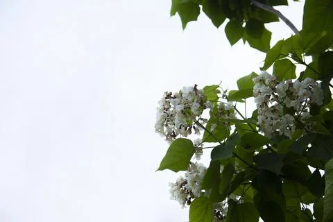 White flowers Foto stock
