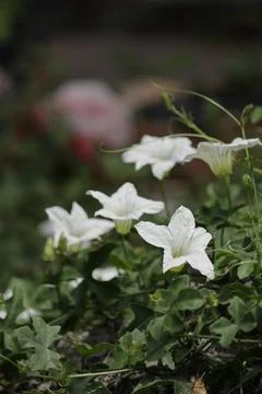 White flowers Stock Photos