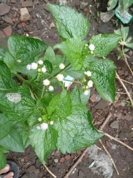 White flowers Stock Photos
