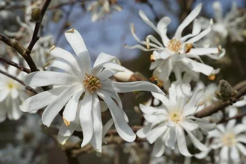 White flowers Stock Photos