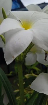 White flowers Stock-Fotos