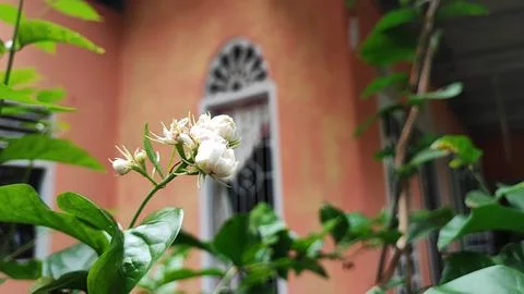 White flowers Stock Photos