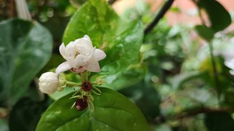 White flowers Foto stock