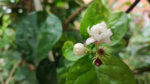 White flowers Foto stock