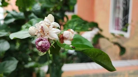 White flowers Stock-Fotos
