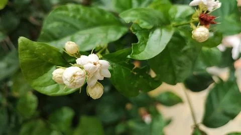 White flowers Foto stock