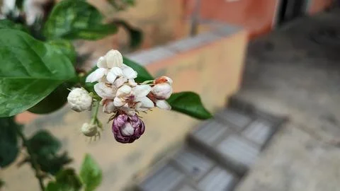 White flowers Foto stock