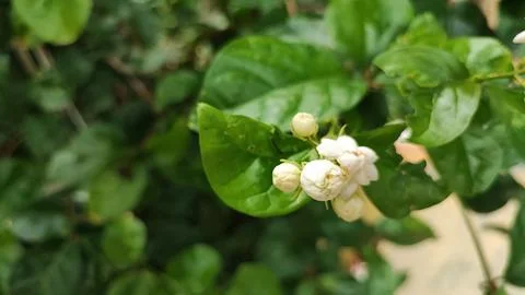 White flowers Foto stock