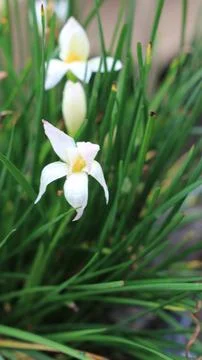 White Flowers 写真素材