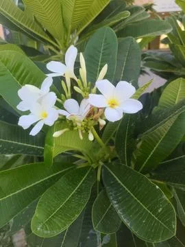 White flowers Foto stock