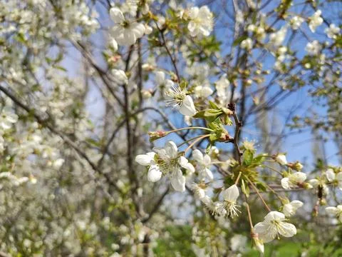 White Flowers Foto stock