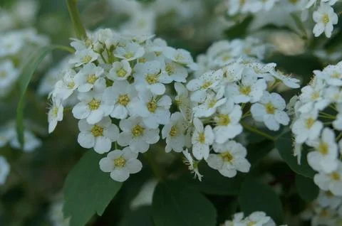 White flowers Stock Photos