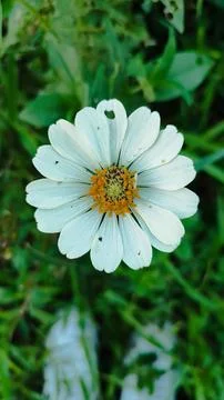 White flowers 写真素材