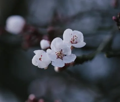 White flowers Stock Photos