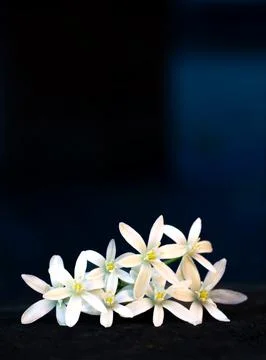 White flowers Stock Photos
