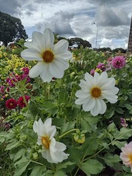 White flowers Stock Photos