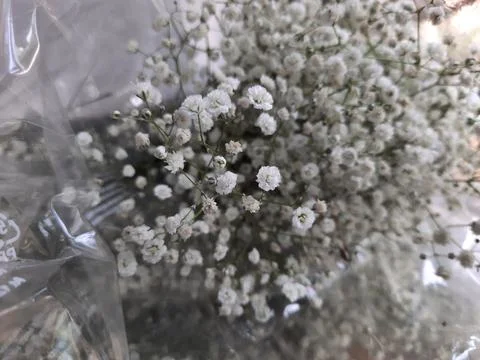 White flowers.  Stock Photos
