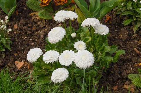 White flowers Foto stock