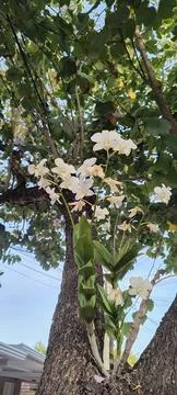 White Flowers Foto stock