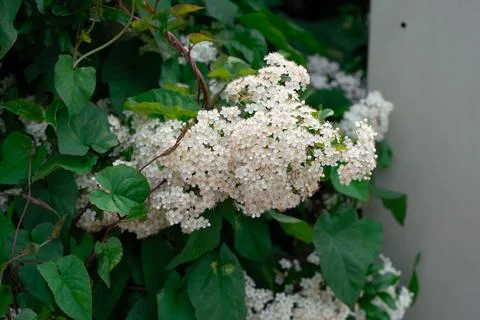 White flowers 스톡 사진