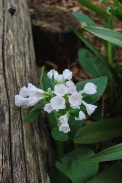 White flowers Stockfoto's
