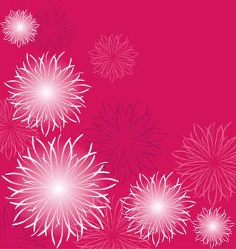 White flowers on pink background Illustrazione stock