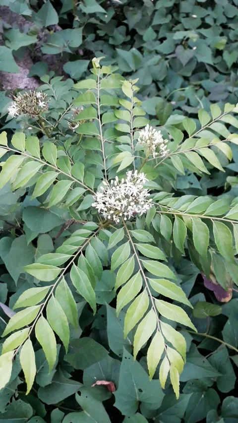 White flowers plant Stock Footage 126408931