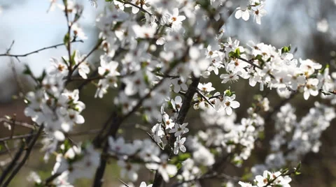 White flowers of plum in nice spring day. Stock Footage 37437136