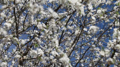 White flowers of plum in nice spring day. Stock Footage 37437615