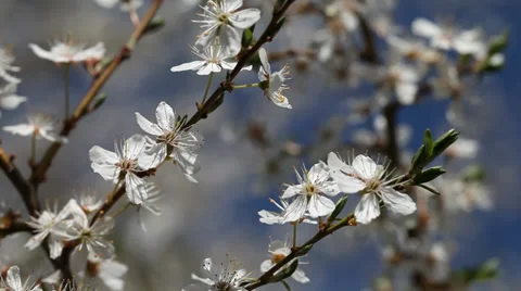 White flowers of plum in nice spring day. Stock Footage 37437648