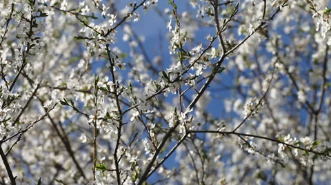 White flowers of plum in nice spring day. Stock-Footage 37437991