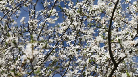 White flowers of plum in nice spring day. Stock Footage 37438007