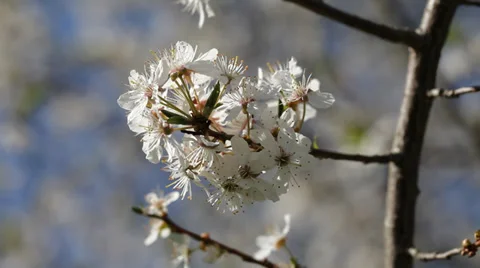 White flowers of plum in nice spring day. Stock Footage 37438363