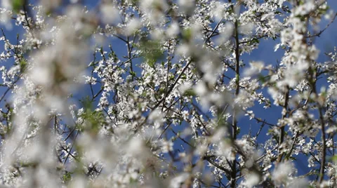 White flowers of plum in nice spring day. Stock Footage 37438420