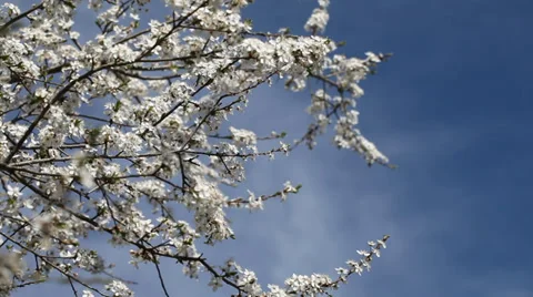 White flowers of plum in nice spring day. Stock Footage 37438696