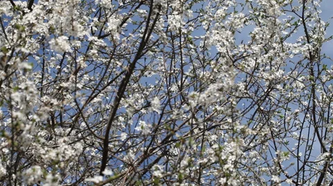 White flowers of plum in nice spring day. Stock Footage 37438826