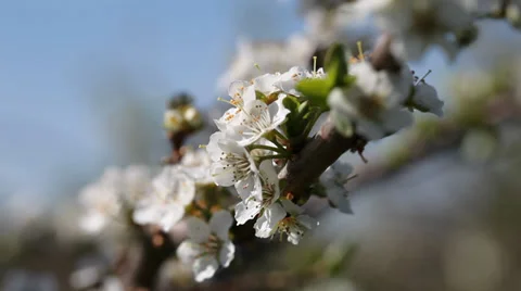 White flowers of plum in nice spring day. Stock Footage 37438961
