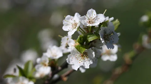 White flowers of plum in nice spring day. Stock Footage 37438976