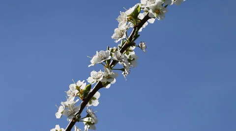 White flowers of plum in nice spring day. Stock Footage 37438991